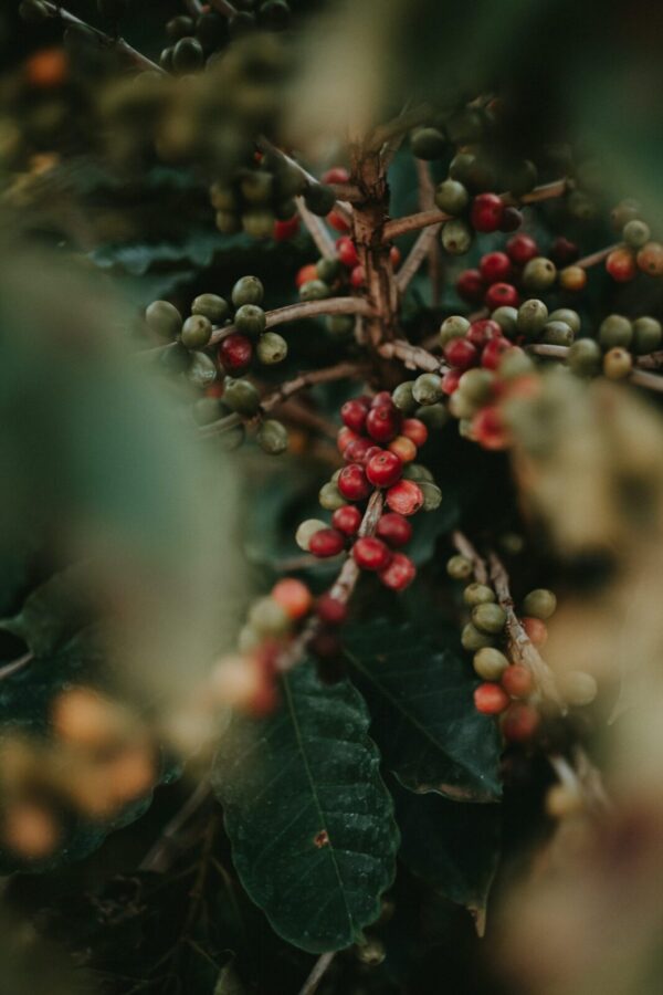 Adoptiere einen Kaffeebaum. bild rote und grüne kaffeekirschen am strauch baum grüne blätter
